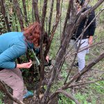 Dupla instalando Cámaras Trampas en árbol bajo en Placilla de Peñuelas Chile