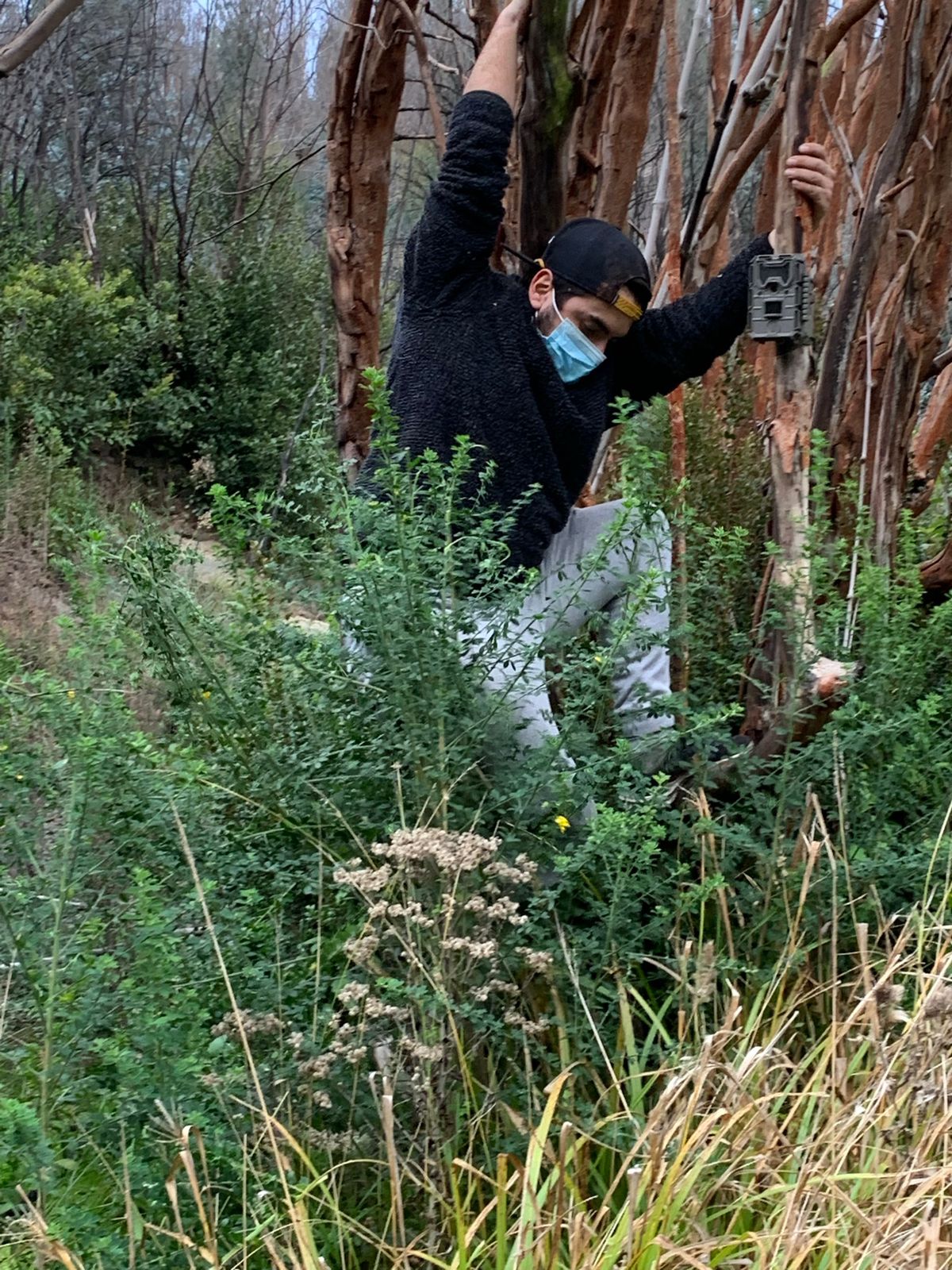 Joven escalando árbol para instalar cámara trampa en Placilla de Peñuelas Chile