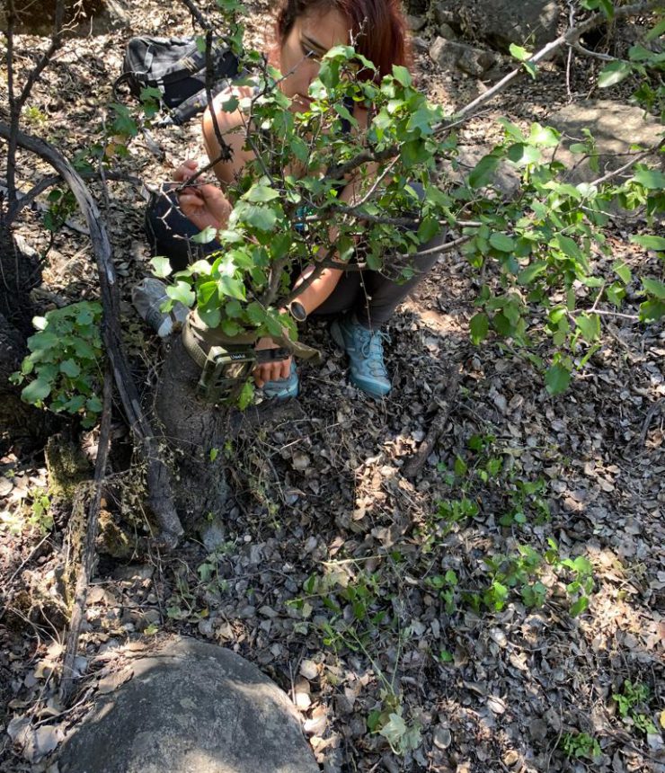 Chica instalando cámara trampa en arbusto