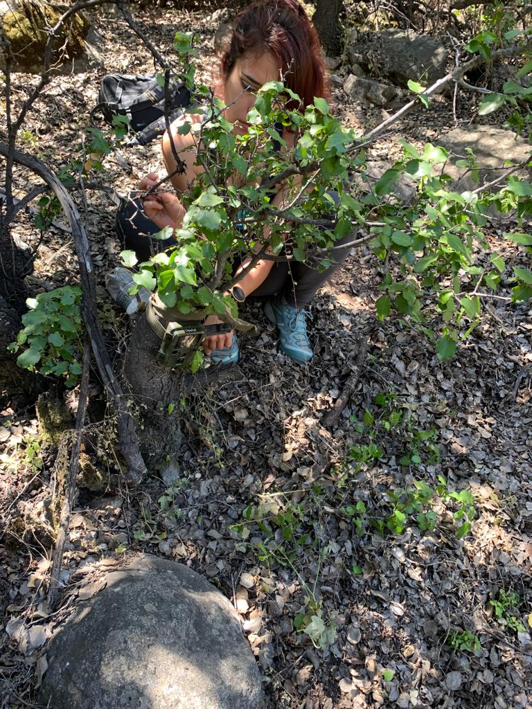 Chica instalando cámara trampa en arbusto