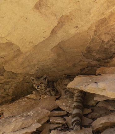 Gato Felino Silvestre Andino recostado debajo de roca