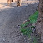 Dos perros en camino de tierra en Lo Barnechea Chile