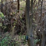 Vista de cámara trampa instalada en tronco de árbol en Puchuncaví Chile