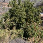 Paisaje de cerro con arbustos y frontal un pequeño árbol verde en Puchuncaví Chile