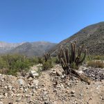 Vista de paisaje desértico con cactus en cerro de Putaendo Chile