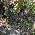 Chica instalando cámara trampa en arbusto pequeño en Putaendo Chile