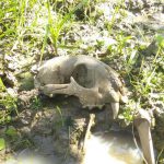 Huesos de mamífero en barro en Argentina