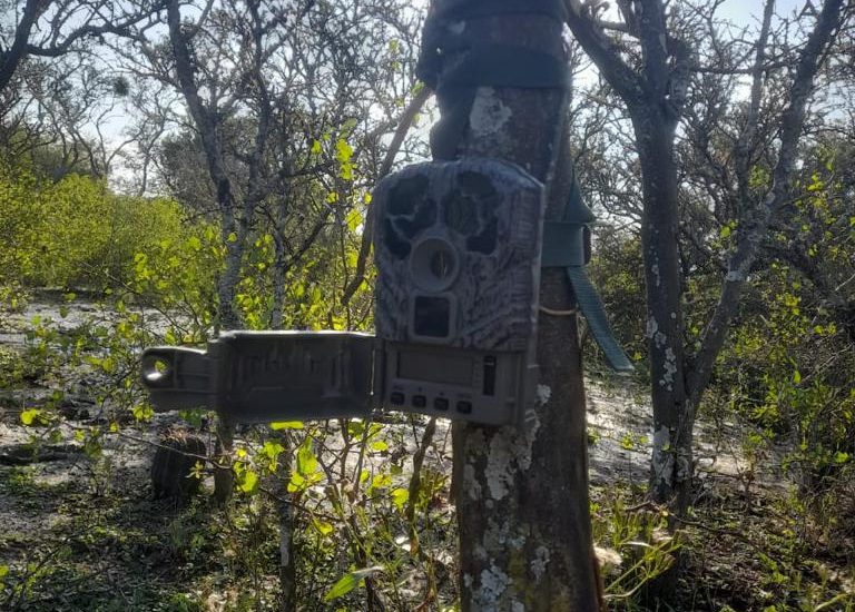 Vista de cerca de cámara trampa abierta en la parte de abajo instalada ya en tronco de árbol en Argentina