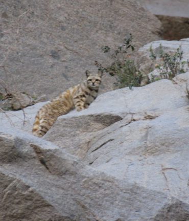 Gato Felino Silvestre Andino parado entre las rocas