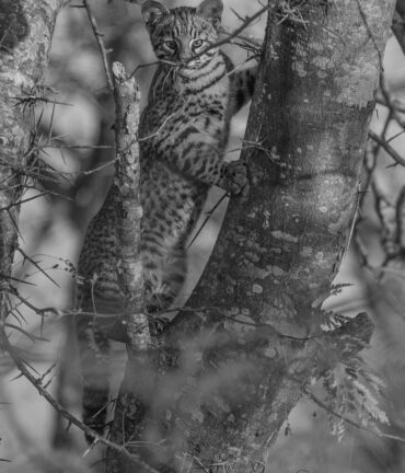 Felino silvestre Gato de Geoffroy entremedio de árbol