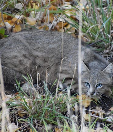 Gato Felino Silvestre del Pajonal de ojos celestes y color grisaseo recostado en suelo humedo